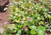 Bougainvillea Hedge Seedlings