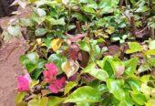 Bougainvillea Hedge Seedlings