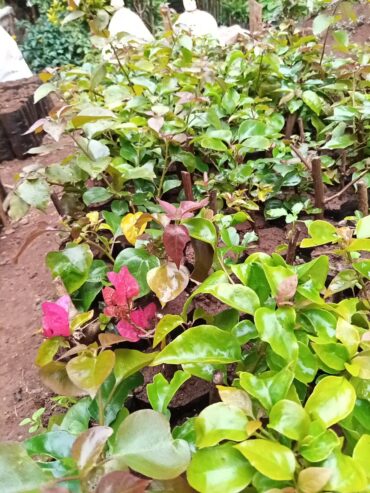 Bougainvillea Hedge Seedlings