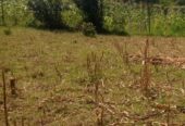 Land for sale