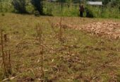 Land for sale