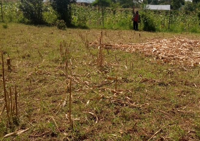 Land for sale