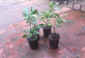 SALE of IMPORTED LEMON TREE SEEDLINGS 2,3,4 – YEAR-OLD