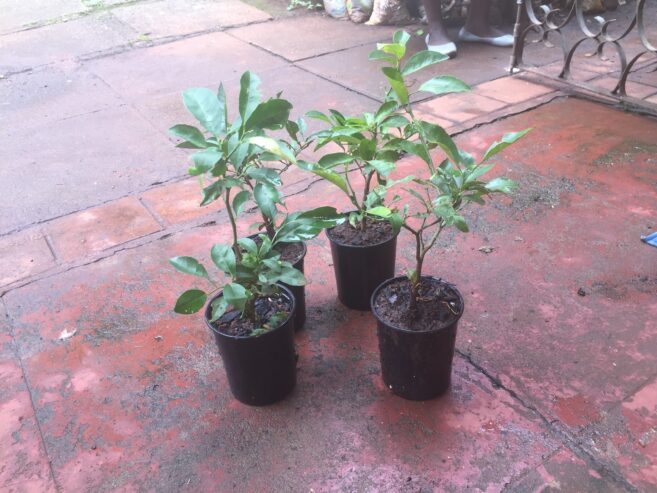SALE of IMPORTED LEMON TREE SEEDLINGS 2,3,4 – YEAR-OLD