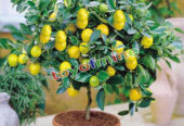 SALE of IMPORTED LEMON TREE SEEDLINGS 2,3,4 – YEAR-OLD