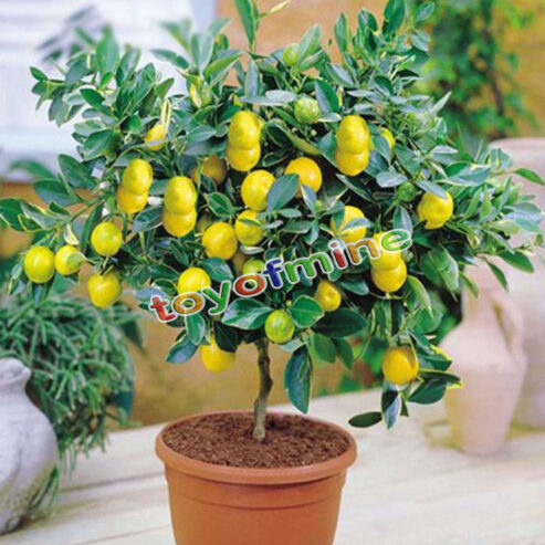 SALE of IMPORTED LEMON TREE SEEDLINGS 2,3,4 – YEAR-OLD
