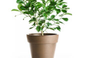 SALE of IMPORTED LEMON TREE SEEDLINGS 2,3,4 – YEAR-OLD