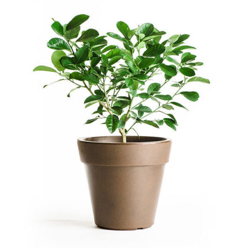 SALE of IMPORTED LEMON TREE SEEDLINGS 2,3,4 – YEAR-OLD