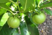 SALE of IMPORTED FRUIT TREE SEEDLINGS different sizes