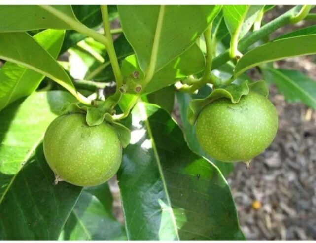 SALE of IMPORTED FRUIT TREE SEEDLINGS different sizes