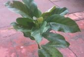 SALE of IMPORTED FRUIT TREE SEEDLINGS different sizes