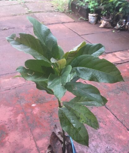 SALE of IMPORTED FRUIT TREE SEEDLINGS different sizes