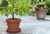 SALE of IMPORTED FRUIT TREE SEEDLINGS different sizes