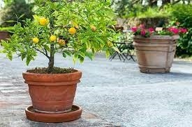 SALE of IMPORTED FRUIT TREE SEEDLINGS different sizes