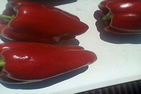 RED CAPSICUMS