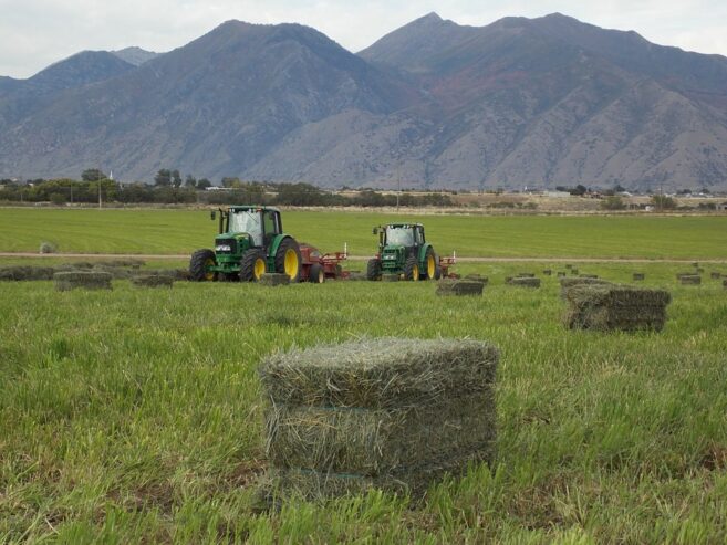 Hay Business