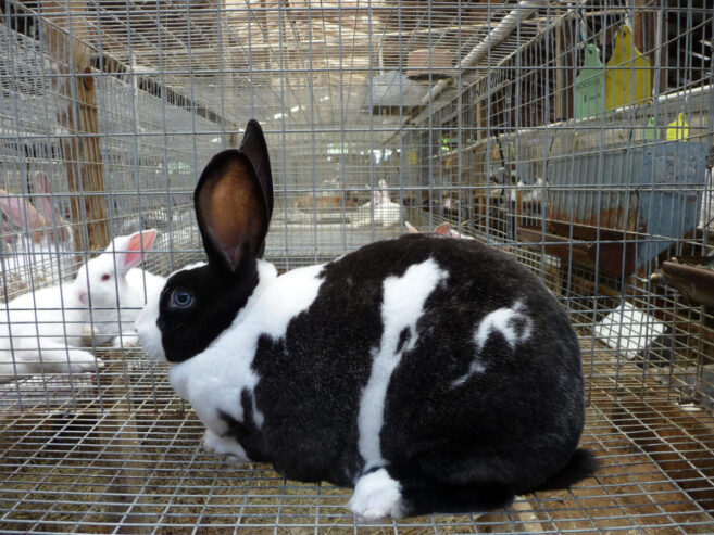 Rabbit Keeping