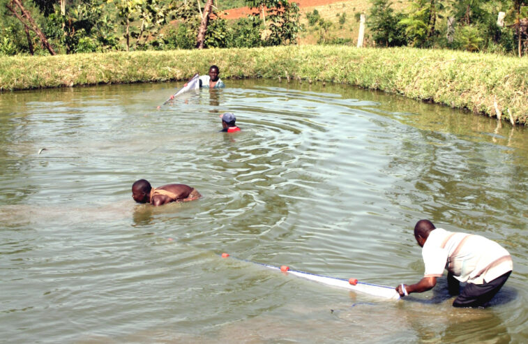 Fish Farming