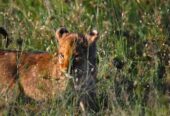Safari Bookings