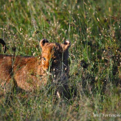 Safari Bookings