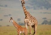 Safari Bookings