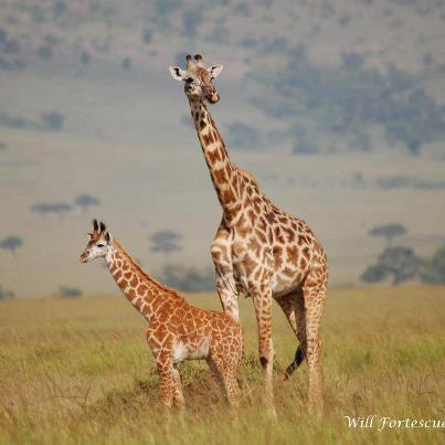 Safari Bookings