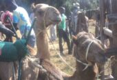 The 26th Maralal International Camel Derby – 14-16 Aug, 2015″