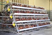 Layer chicken cages / Poultry cages