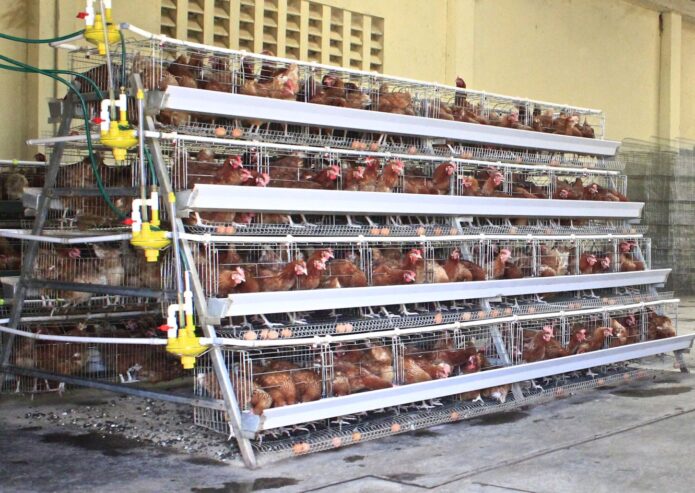 Layer chicken cages / Poultry cages