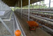 Layer chicken cages / Poultry cages