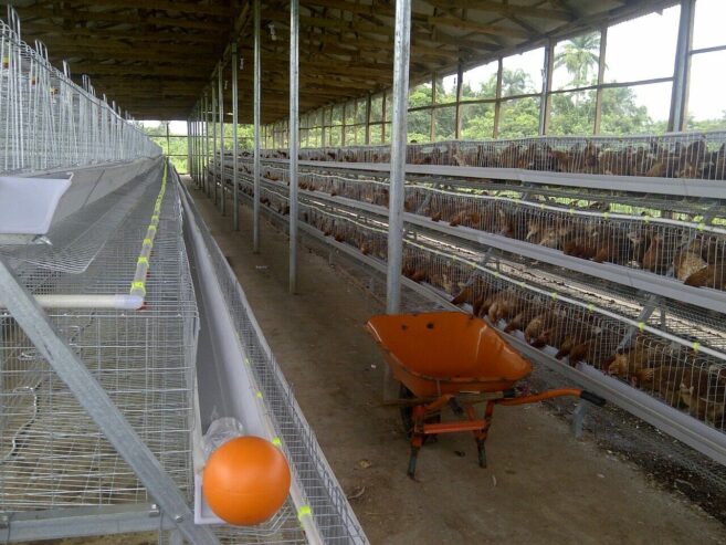 Layer chicken cages / Poultry cages