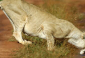 Mashujaa Weekend @ Sarova Salt Lick 2 Nights 3 Days 18th – 20th October 2015