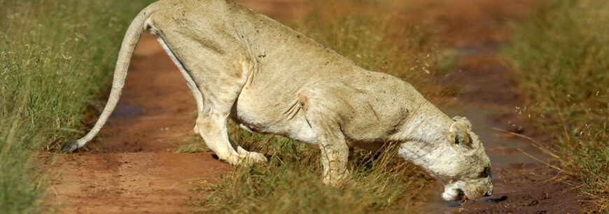 Mashujaa Weekend @ Sarova Salt Lick 2 Nights 3 Days 18th – 20th October 2015
