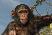 Jamuhuri Day Safari to Sweetwaters / Olpejeta Conservancy 12th December 2015