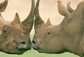 Jamuhuri Day Safari to Sweetwaters / Olpejeta Conservancy 12th December 2015
