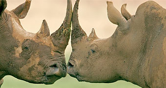Jamuhuri Day Safari to Sweetwaters / Olpejeta Conservancy 12th December 2015