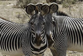 Jamuhuri Day Safari to Sweetwaters / Olpejeta Conservancy 12th December 2015