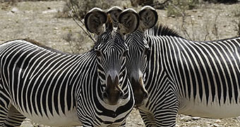 Jamuhuri Day Safari to Sweetwaters / Olpejeta Conservancy 12th December 2015