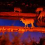 Jamhuri Weekend @ Serena Kilaguni 1 Night 2 Days Safari To Tsavo West 12th – 13th December 2015