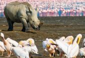 Jamhuri Weekend @ Lake Nakuru Sopa Lodge 2 Nights 3 Days 11th – 13th October 2015