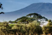 Jamhuri Weekend @ Sentrim Camp Amboseli National Park 2 Nights 3 Days 11th – 13th December 2015