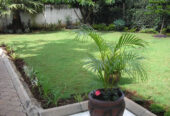 Arabic grass in Kenya