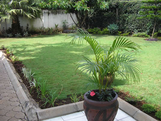 Arabic grass in Kenya