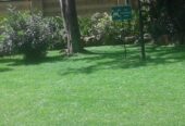 Zimbabwe grass in Kenya