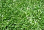 Zimbabwe grass in Kenya