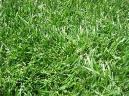 Zimbabwe grass in Kenya