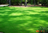 Arabica grass At Florascape stores