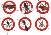 Bedbugs & Fumigation services at Florascape