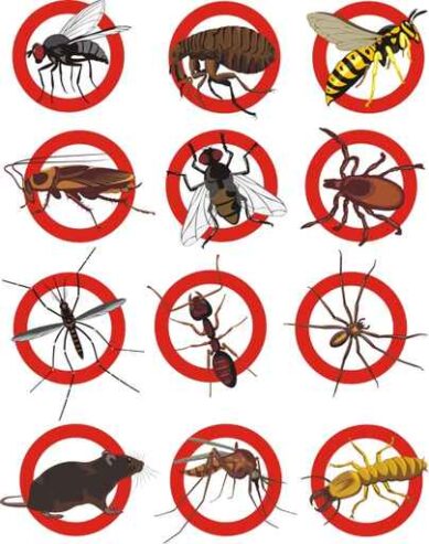 Bedbugs & Fumigation services at Florascape