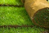 kikuyu grass carpet At Florascape stores